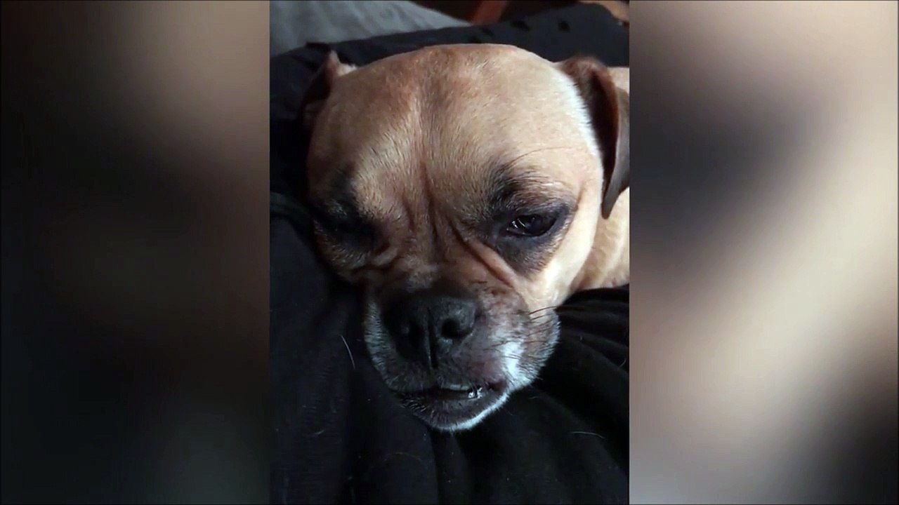 Oui les chiens aussi parlent dans leur sommeil... Trop chou