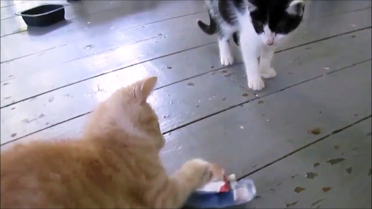 Hey moi aussi je veux jouer! Trop adorable le chaton