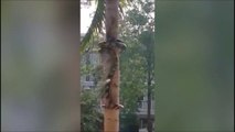 Ce serpent a une technique incroyable pour monter aux arbres !