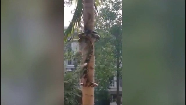 Ce serpent a une technique incroyable pour monter aux arbres !