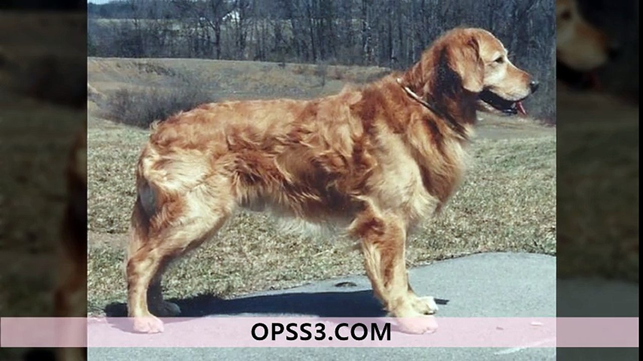 Curly Coated Retriever 강동오피 강동건마 오피쓰 OPSS3.COM