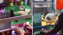 Claw machines in China offer live cats as prizes