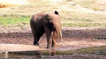 Elephants for Kids - Elephants Pla-