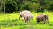 Elephants for Kids - Elephants Playing - African Animals