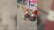 Sivas Yavru Sokak Köpeğinin Hali Yürek Sızlattı