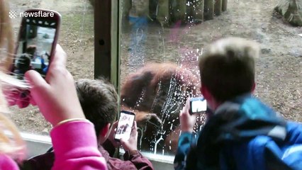 This Orangutan likes to keep his windows clean