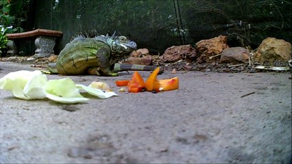 Iguana having a snack