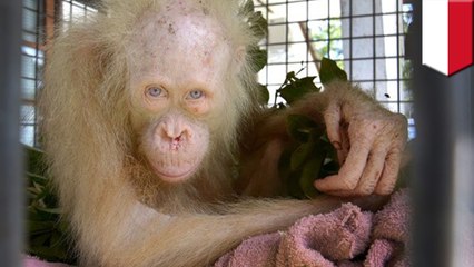 Incredible albino orangutan rescued from captivity in Indonesia