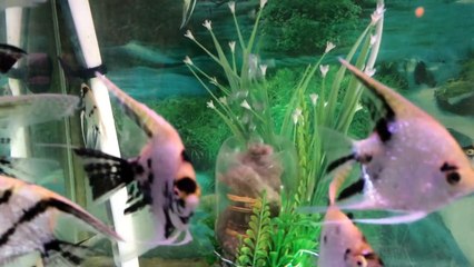 Freshwater Angelfish Care-9tH0LSBqYAs
