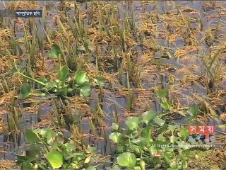 'এ বছর ধান উৎপাদন ১ কোটি ৮০ লাখ মেট্রিক টন ছাড়াবে'