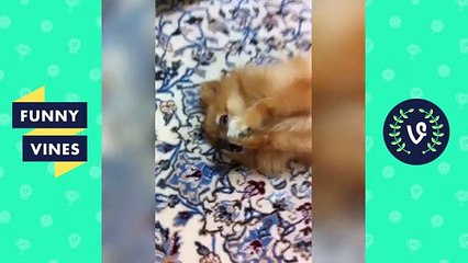 ULTIMATE TRY NOT to LAUGH or GRIN - Funny Animals Compilation 2017