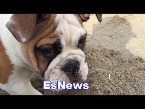 Seckbach Tells Nick Diaz His English Bulldog Ready To Have Puppies - EsNews Boxing