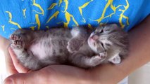 Schau dir an, wie dieses Kätzchen in den Armen ihrer Mama einschläft ... Ich kann nicht ertragen, wie niedlich das ist O