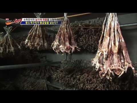 건강한 한약재! 말린 황소개구리![뉴 코리아 헌터] 5회 20160707
