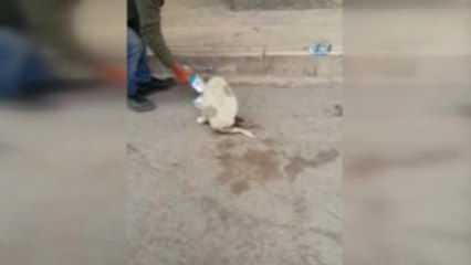 Yaralı Yavru Köpeğin Hali Vatandaşı Kızdırdı