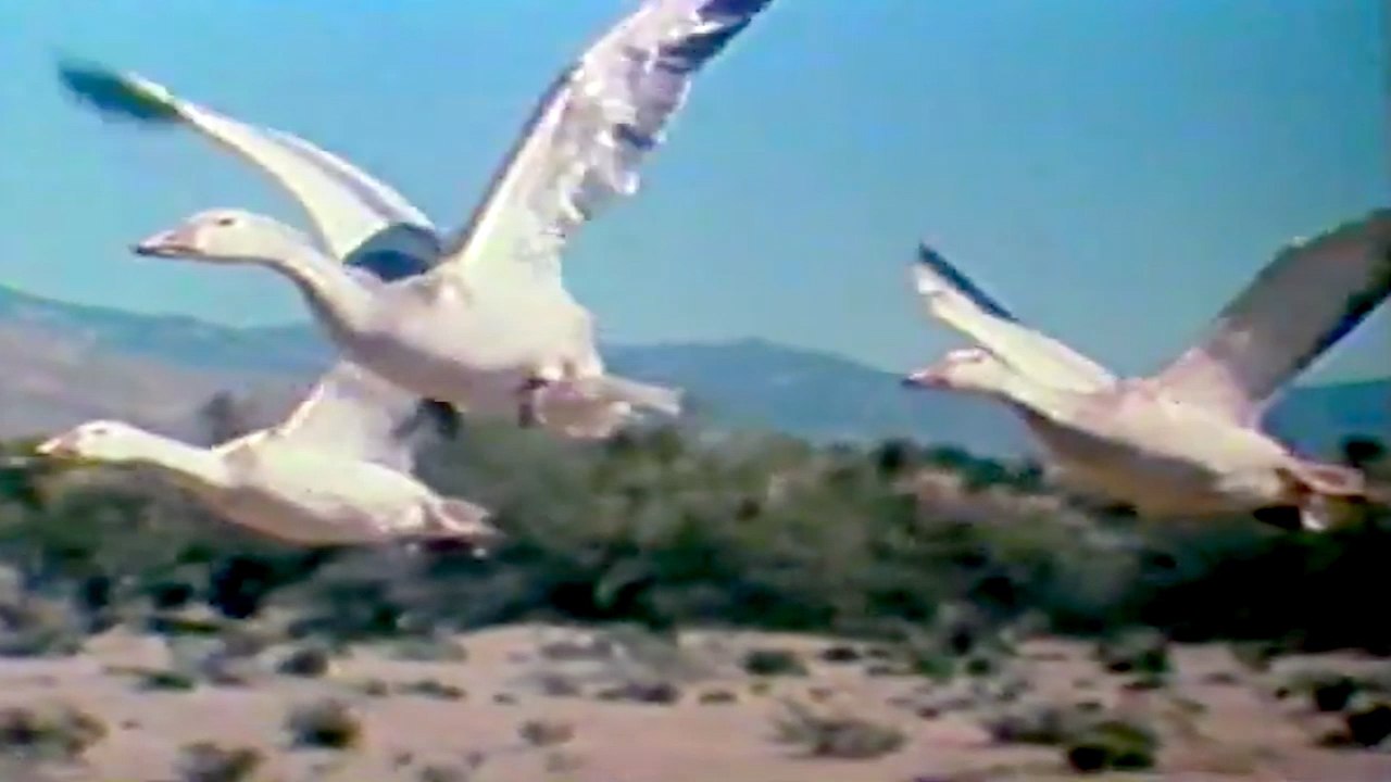 Snježna guska (Opstanak, Anglia)