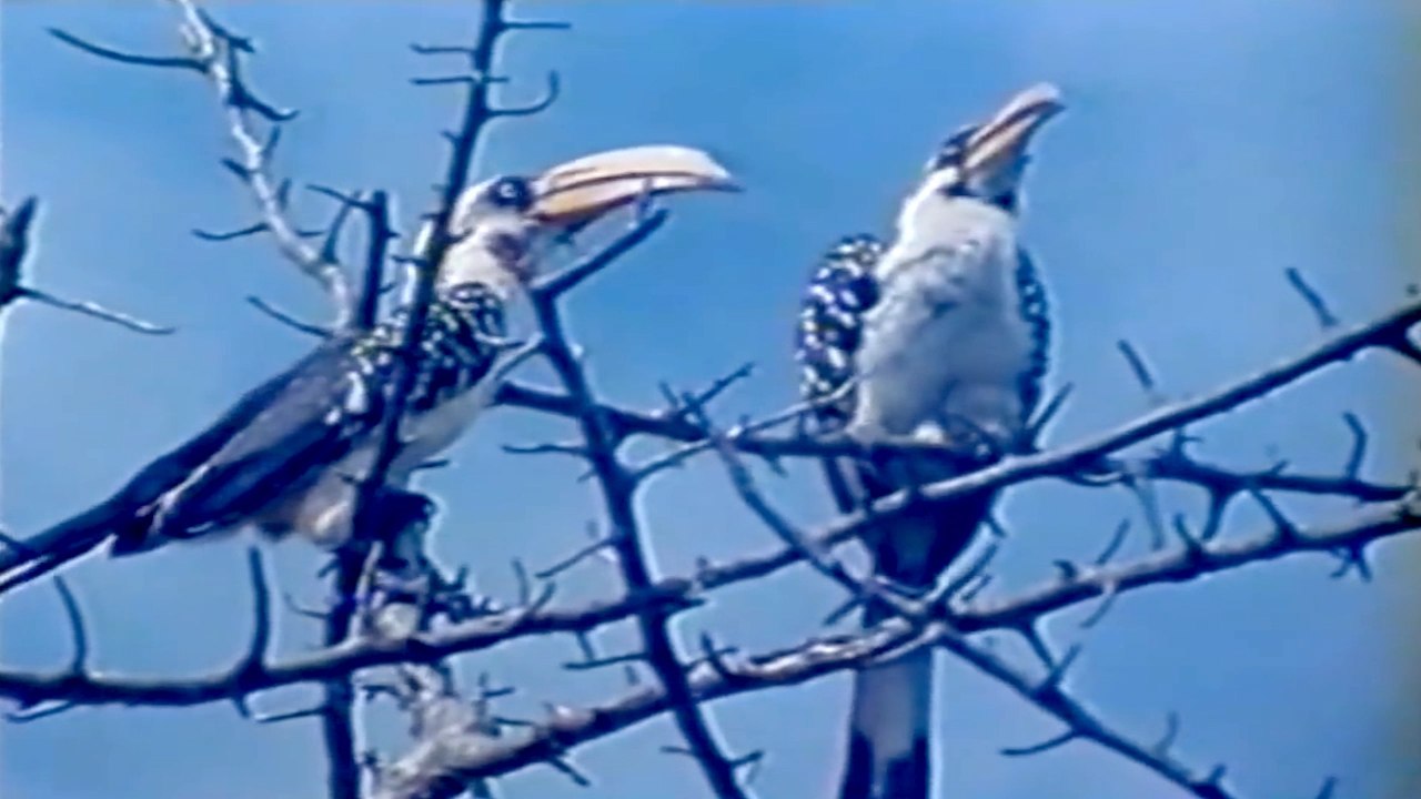 Žutokljuni kljunorožac (Opstanak, Anglia)