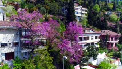 Baharın Müjdecisi Erguvanlar Havadan Görüntülendi