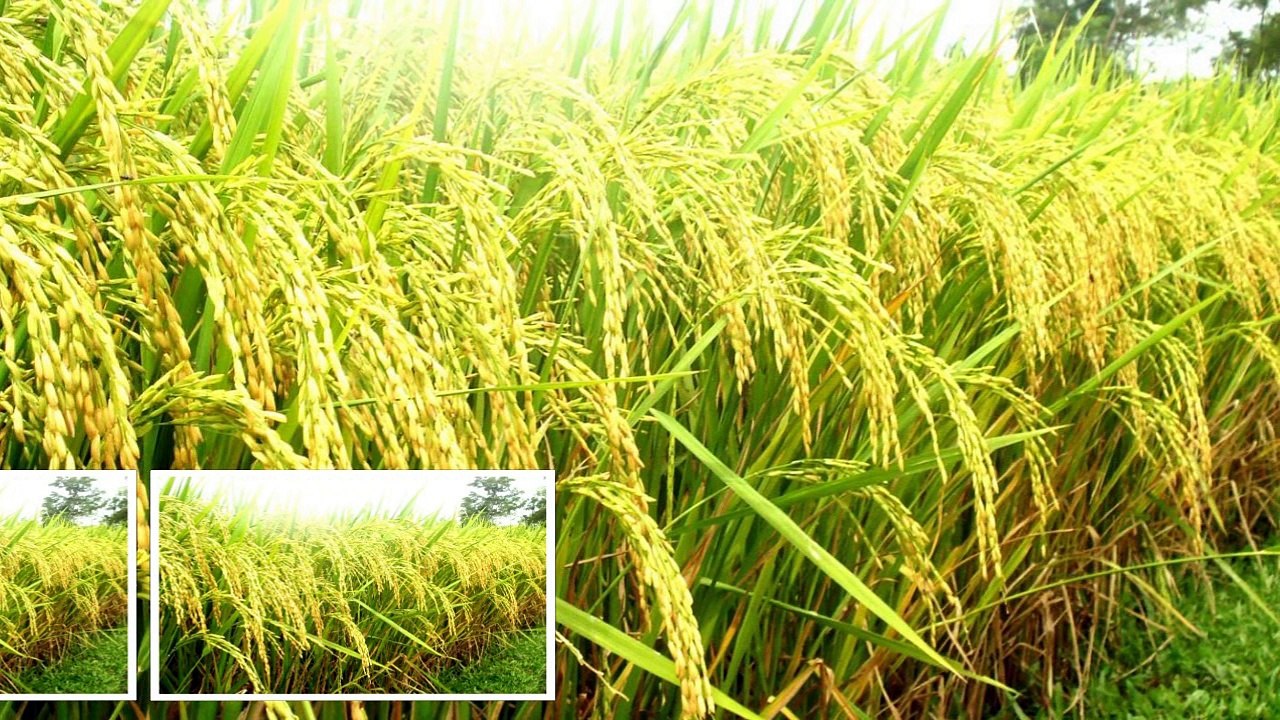 Wet rice - Educational library