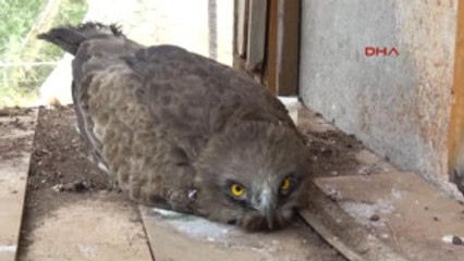 Mersin Avcılar Nesli Tükenen Doğan Kuşu Vurdu