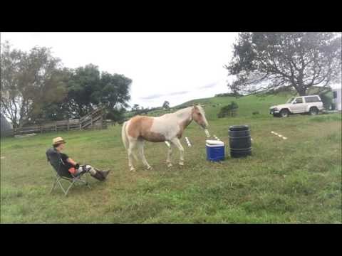 Clever Horse Fetches Drink for His Owner