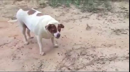 Ilyen kövér kutyát még az orvosok sem láttak