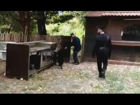 Reggio Calabria - Droga e armi, blitz dei carabinieri nella vallata del Torbido (04.05.17)