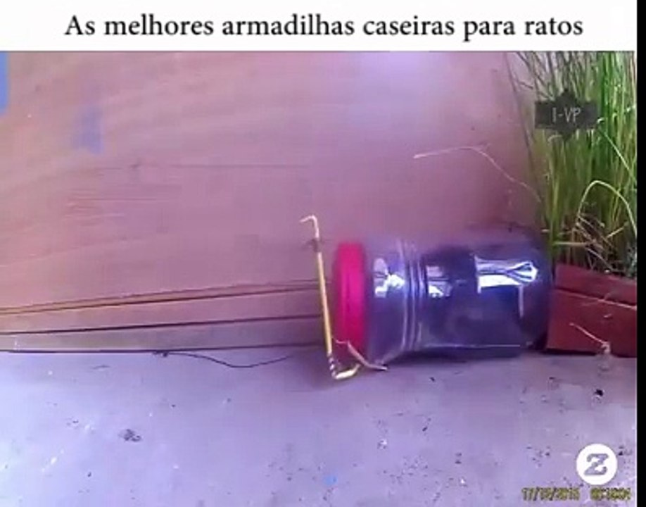 As melhores armadilhas caseiras para ratos