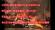 【中国経済 最新】中国軍のステルス戦闘機が『最悪すぎる末路を迎えて』当局が事態を隠蔽中？ステルス戦闘機ではないとの指摘も