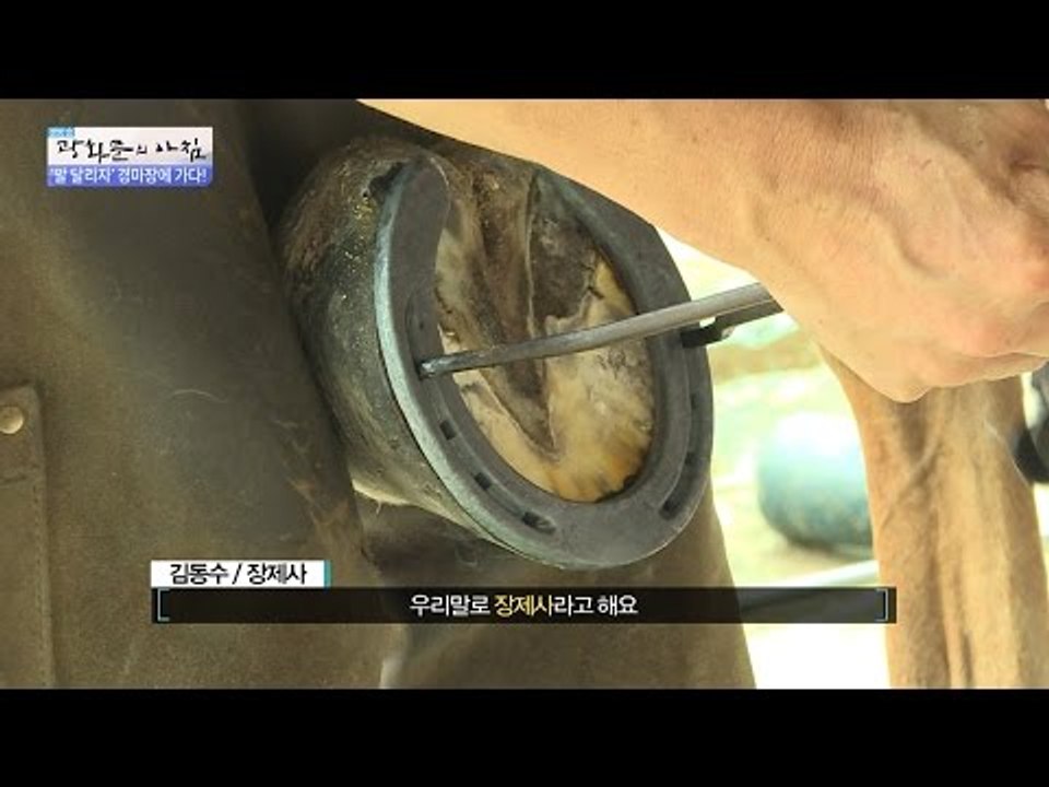 말에게 신발을 신겨준다?[광화문의 아침] 269회 20160707