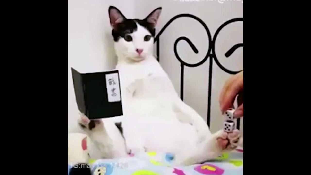 The cat meditates