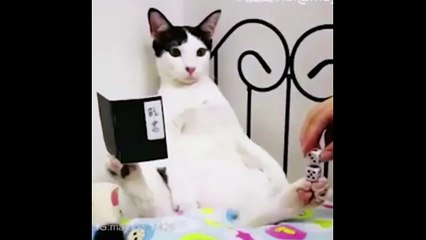 The cat meditates