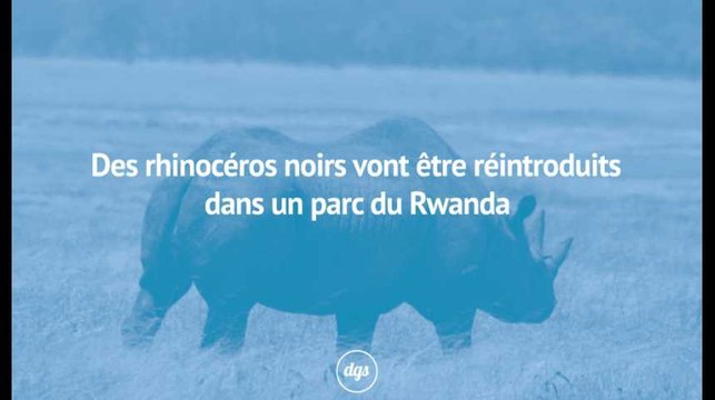 Des rhinocéros réintroduits dans un parc du Rwanda