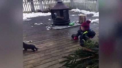 Images terribles d'un enfant dévoré par Des chiots