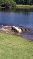 Combat entre 2 alligators qui se battent pour leur territoire sur un parcours de golf