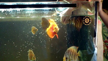 PAPA LA ARTEMIA SE LOS DOY  YO