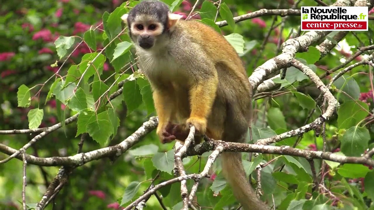 VIDEO. Romagne. L'équipe de l'émission " Les animaux de la 8 " en tournage à la Vallée des singes