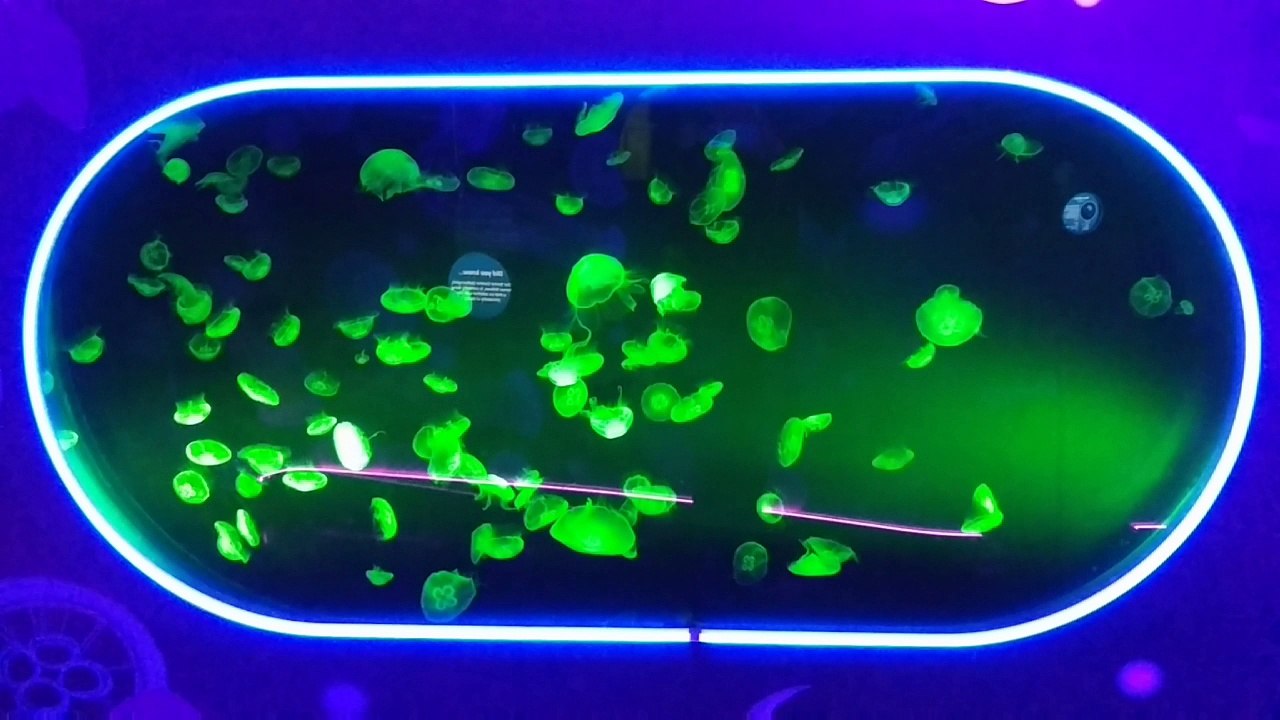 Sea Life London Ocean Invaders Jellyfish Exhibit