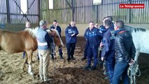 Chevaux en divagation. Des policiers municipaux apprennent les bons comportements