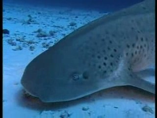 L'archipel des Maldives