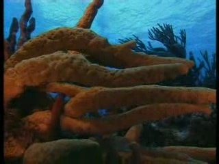 Cozumel, le trésor caché des Mayas