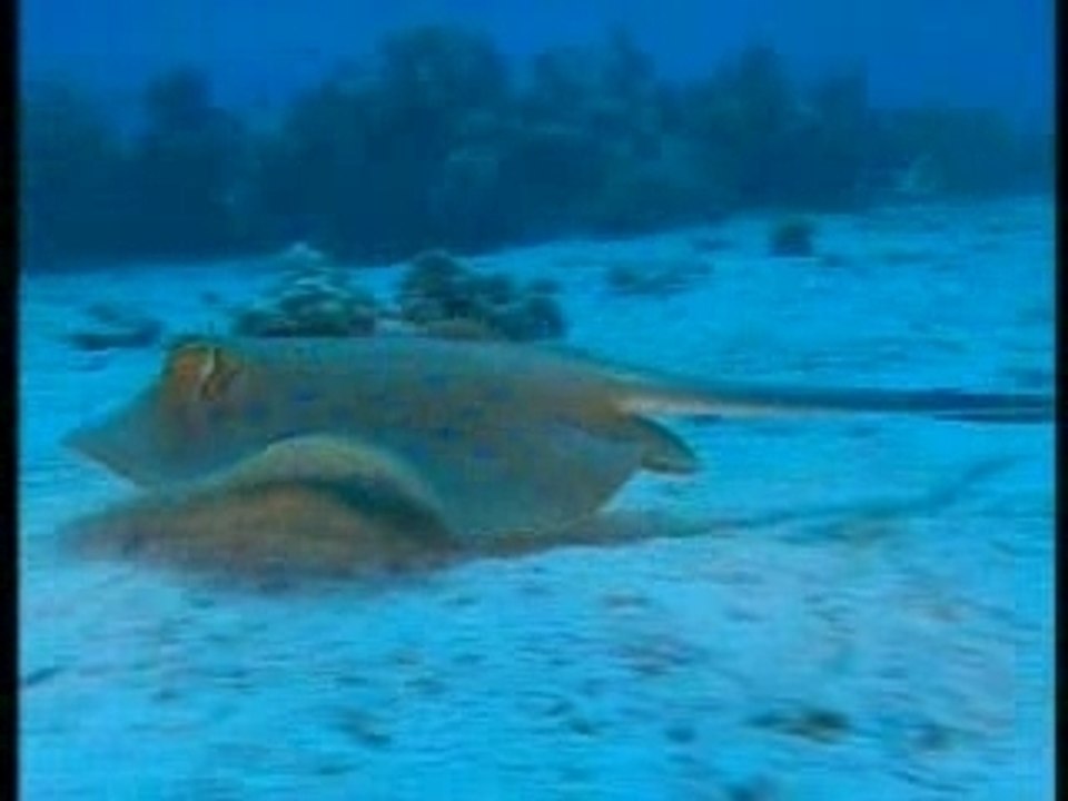 L'Egypte, l'héritier du Sinaï