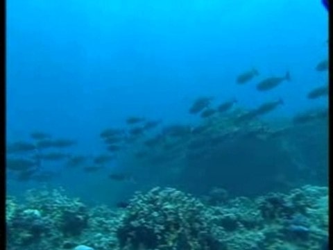 La Réunion, deux mondes à part ...