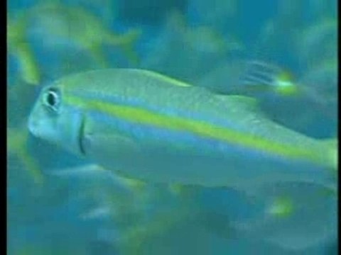 La Nouvelle Calédonie