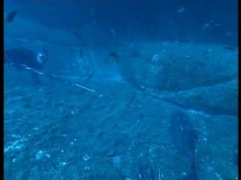 Les secrets de la pêche sous-marine