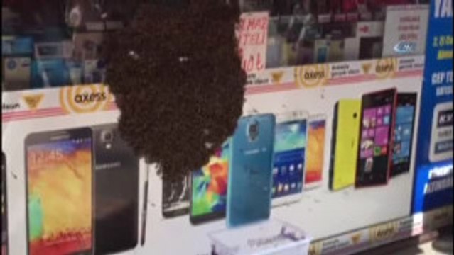 Çiftleşme Dönemine Giren Yüzlerce Arı İş Yeri Camına Kondu