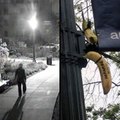 Bananas hung at American University [Mic Archives]