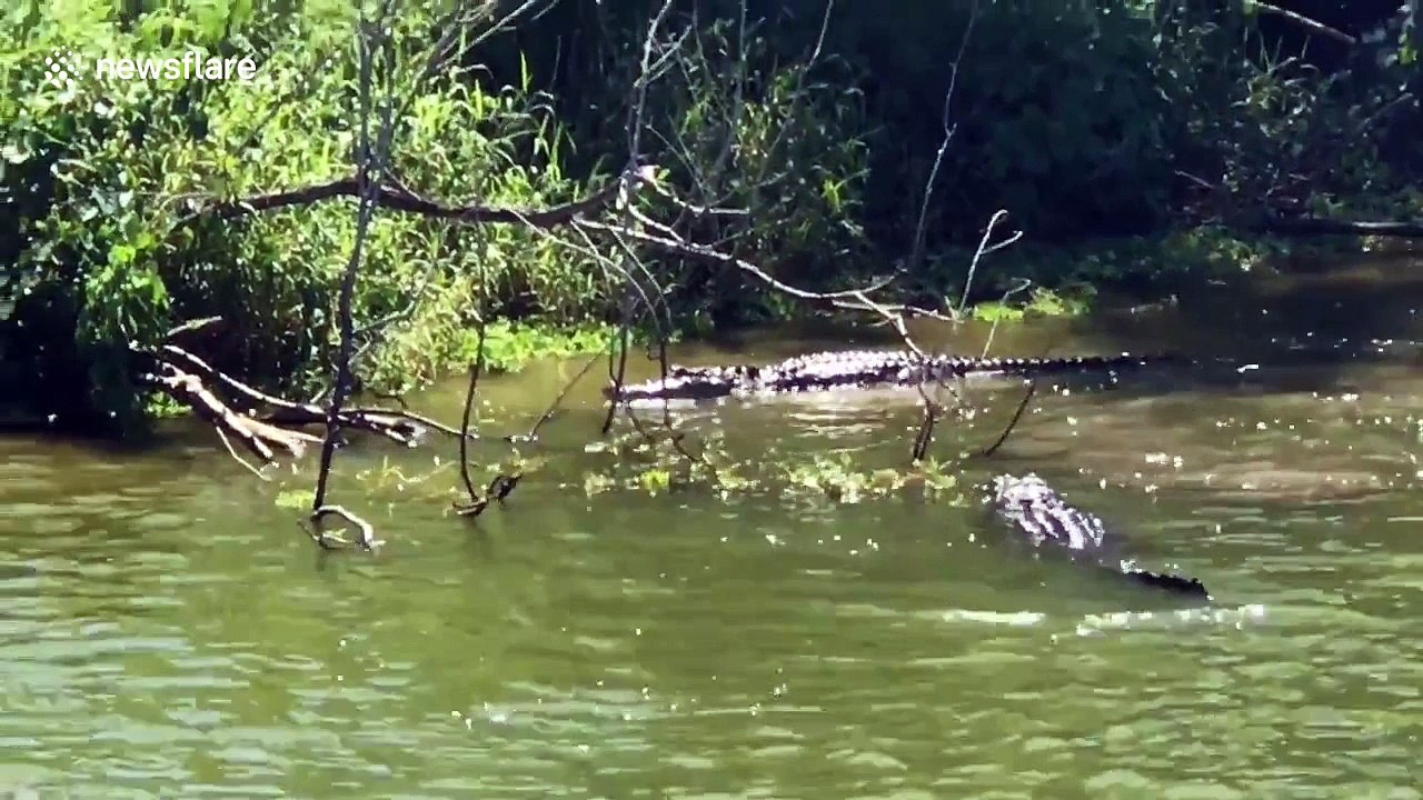 Two alligators have a ferocious fight