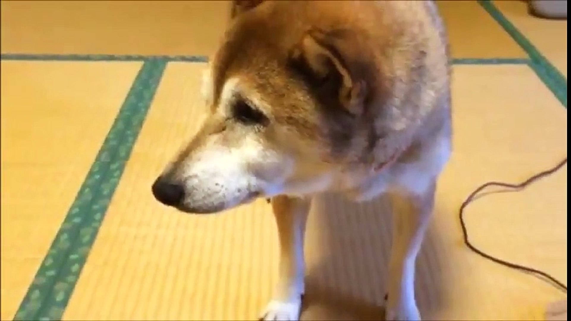 お座敷犬　柴犬　もも　ふすまもカリカリ！