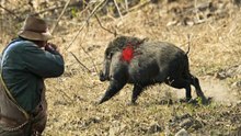 hunting for wild boar-in-the-first-person-selection-videos